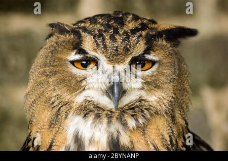 Une hibou eurasien de l'aigle, nom latin Bubo bubo regarde la caméra. Banque D'Images