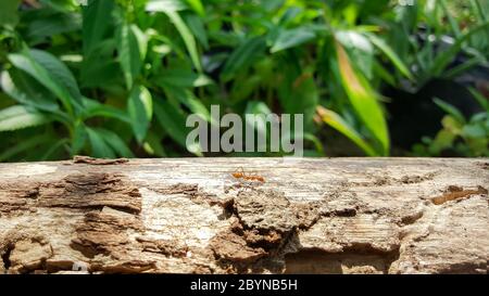 ant en cours d'exécution et de travail sur le vieux pont en bois avec lumière du soleil, vert fond de nature Banque D'Images