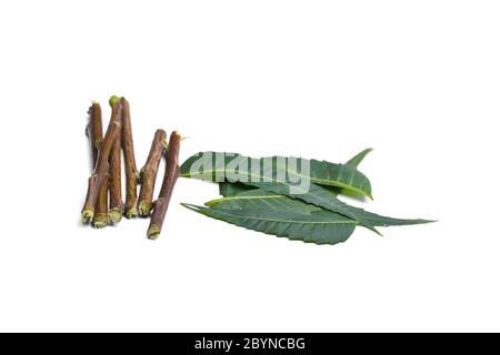 Feuilles et brindilles médicinales de Neem isolées sur fond blanc Banque D'Images