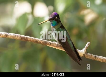 Gros plan de la belle mâle Talamanca Hummingbird (Eugenes spectabilis) perçant sur une branche dans les hautes terres du Panama Banque D'Images