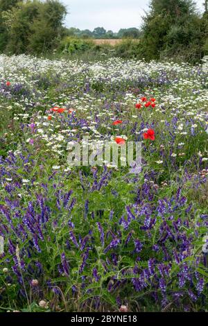 Prairie de fleurs sauvages avec une variété de fleurs sauvages colorées, y compris des pâquerettes d'œnox, des coquelicots rouges et de la vesce touffeté, en juin, au Royaume-Uni Banque D'Images