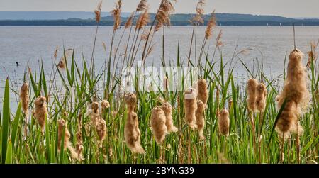 Fleurs de coton (Eriophorum vaginatum) et de carex (Cyperaceae) sur les rives du Steinhuder Meer près de Hanovre, en Allemagne Banque D'Images