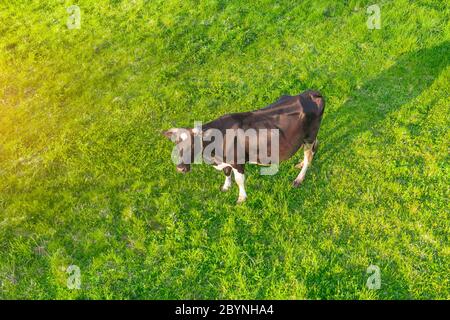 Vache solitaire sur un vert luxuriant prairie dans la campagne, vue aérienne de dessus Banque D'Images