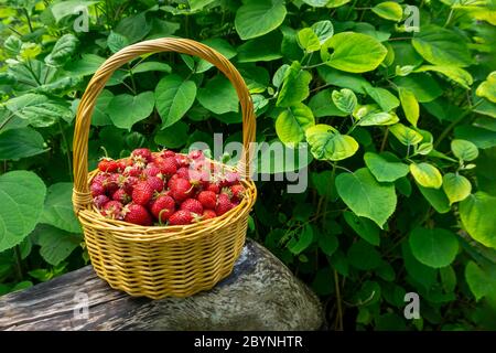Panier rustique en osier avec fraises mûres juteuses, vue latérale Banque D'Images