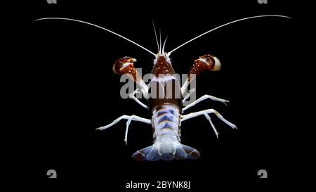 l'écrevisse procambarus clarkii fantôme, élevant du homard d'aquarium d'eau douce en thaïlande, en asie Banque D'Images