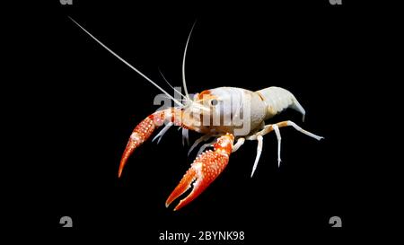 l'écrevisse procambarus clarkii fantôme, élevant du homard d'aquarium d'eau douce en thaïlande, en asie Banque D'Images