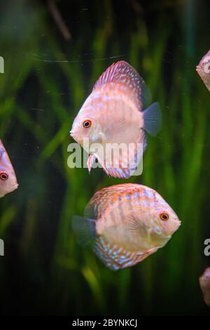 Aquarium avec poissons tropicaux des Symphysodon discus spieces Banque D'Images