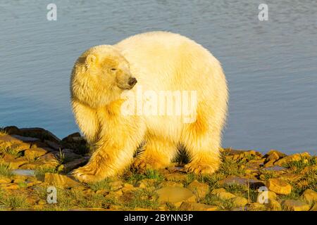 Ours polaire ( Ursus maritimus ) Ours polaire en marche sur les rochers Banque D'Images