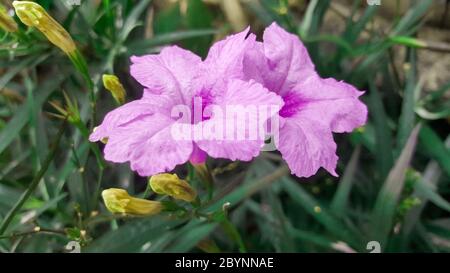 gros plan sur la fleur de cistus albidus dans le jardin Banque D'Images