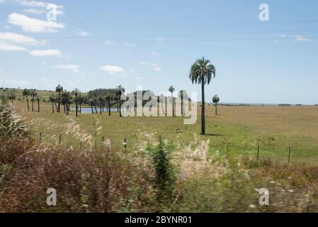 Champ de palmiers de butia, butia capitata, sur les côtés du Camino del Indio, une route touristique rurale dans le département de Rocha, Uruguay Banque D'Images