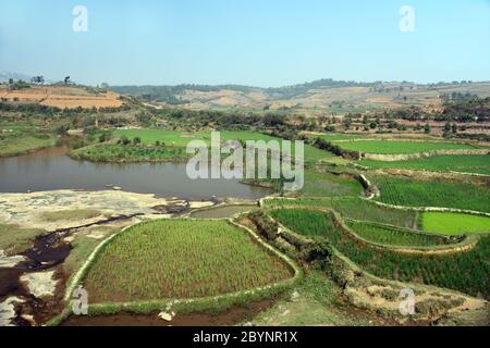 Les champs sont près de la ville de Sahambavy à Madagascar. Les cultures les plus importantes sont le riz, les pommes de terre et le thé au manioc. Banque D'Images