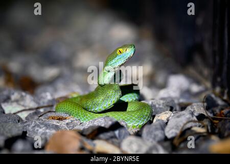 Belle grande vipère aux yeux prêt à chasser le reptile asiatique de nuit Banque D'Images