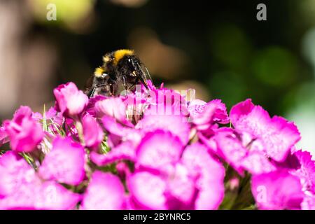 Bourdon collectant le nectar sur une nation. Un gros plan de l'insecte vivant au printemps. Banque D'Images
