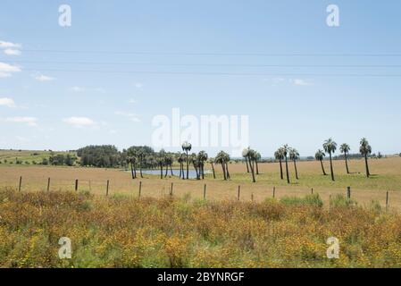 Champ de palmiers de butia, butia capitata, sur les côtés du Camino del Indio, une route touristique rurale dans le département de Rocha, Uruguay Banque D'Images