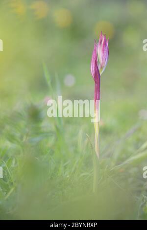 6 Mai 2018; Larrabetzu, Bizkaia (Pays Basque). L'orchidée Serapia lingua dans la prairie. Banque D'Images