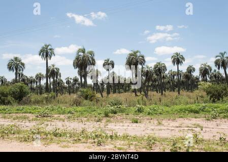 Champ de palmiers de butia, butia capitata, sur les côtés du Camino del Indio, une route touristique rurale dans le département de Rocha, Uruguay Banque D'Images