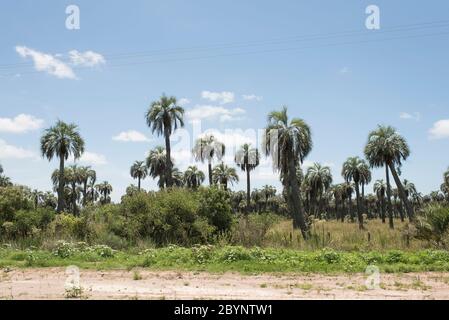 Champ de palmiers de butia, butia capitata, sur les côtés du Camino del Indio, une route touristique rurale dans le département de Rocha, Uruguay Banque D'Images