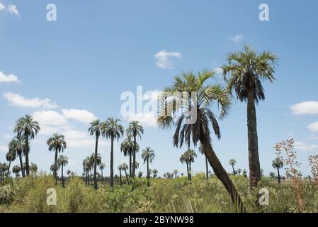 Champ de palmiers de butia, butia capitata, sur les côtés du Camino del Indio, une route touristique rurale dans le département de Rocha, Uruguay Banque D'Images