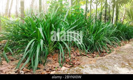 herbe napier, herbe éléphant, pennisetum purpueum Banque D'Images