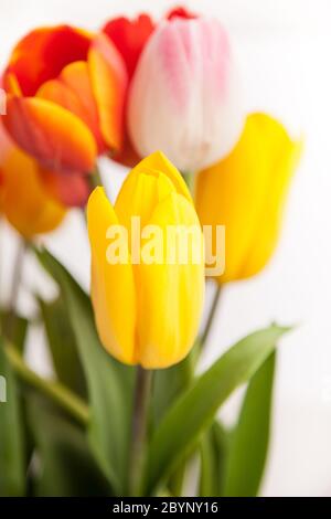 Bouquet de tulipes Banque D'Images