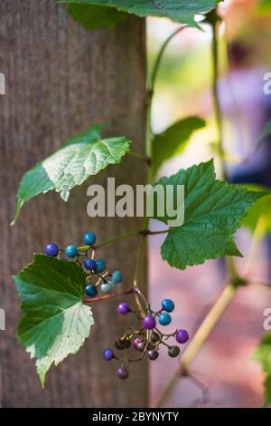 Ampelopsis glandulosa feuilles et baies colorées en gros plan. Banque D'Images