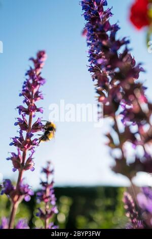 Bumble abeille sur des fleurs de Salvia pourpres. Banque D'Images