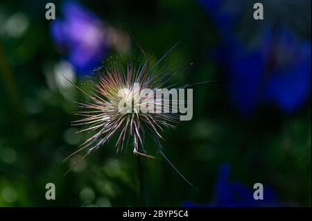 fleurs de jardin, Pulsatilla, Hambourg, Allemagne Banque D'Images