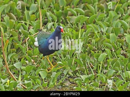 Violet Gallinule (Porphyrio martinicus) adulte marchant au-dessus du lac Yojoa, Honduras février 2016 Banque D'Images