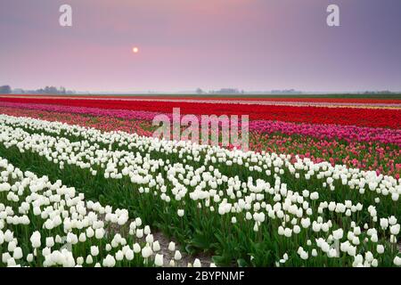 coucher de soleil sur un champ de tulipes coloré Banque D'Images