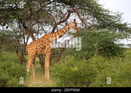 Une girafe mange les feuilles de l'acacia arbre Banque D'Images