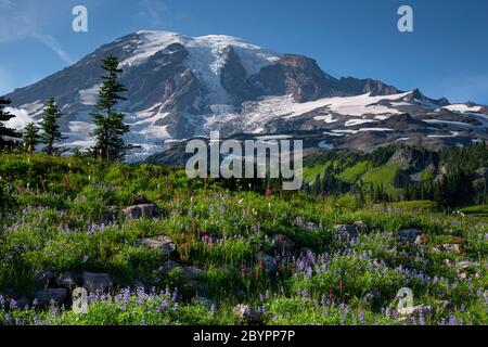 WA16593-00...WASHINGTON - Prairie couverte de fleurs sauvages sur la crête de Mazama dans le parc national du Mont Rainier. Banque D'Images