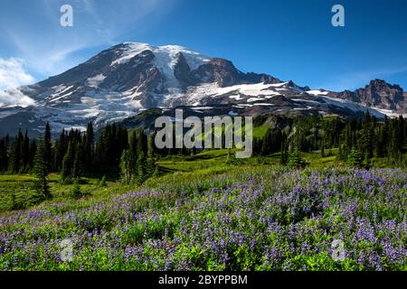 WA16594-00...WASHINGTON - Prairie couverte de fleurs sauvages sur la crête de Mazama dans le parc national du Mont Rainier. Banque D'Images