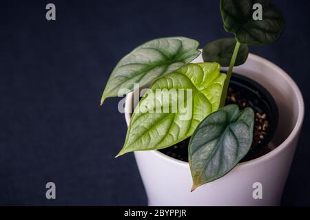 Plantules Alocasia Silver Dragon avec des feuilles vert vif et un peu de jaunissement sur la pointe. Gros plan sur une installation domestique sur fond gris. Banque D'Images