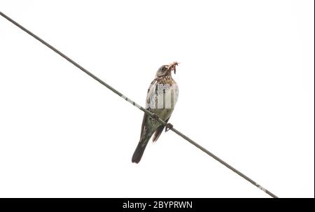 oiseau avec des vers pour nourrir le poulet isolé sur fond blanc Banque D'Images