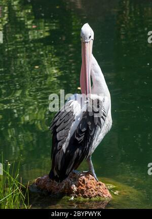 Pelican (Pelecanus conspicillatus australienne) Banque D'Images