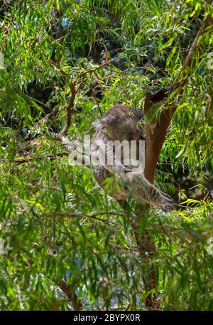 Koala (Phascolarctos cinereus), souvent appelé Ours Koala, dormant dans un eucalyptus Banque D'Images