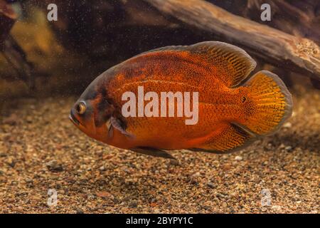 Shoal de poissons piranha dans un aquarium Banque D'Images