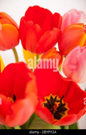 Bouquet de tulipes Banque D'Images