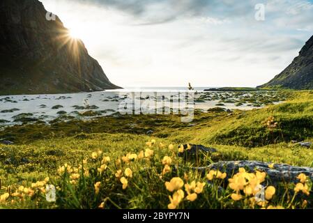 Vues magnifiques belle solitude le long de la plage de Horseid dans les îles Lofoten, Norvège Banque D'Images