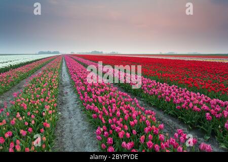 champs de tulipes colorés au coucher du soleil Banque D'Images