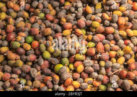 Grains de café biologiques colorés qui sèchent au soleil. Traditionnellement, les grains de café sont séchés au soleil, sur le sol, en face de la maison Banque D'Images