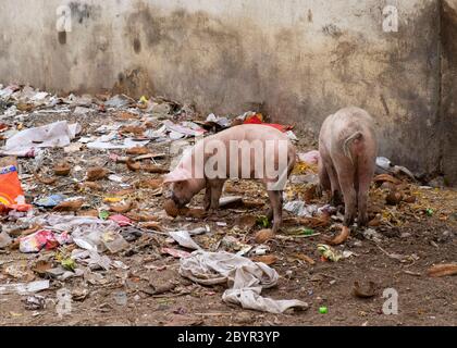 Porcs mangeant des ordures à Aurangabad, Maharashtra, Inde. Banque D'Images