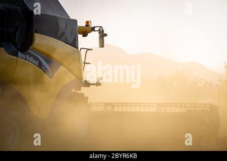 Sheffield, Canterbury, Nouvelle-Zélande, février 10 2020 : une moissonneuse-batteuse CR980 jaune New Holland est en marche dans un champ de pois cultivés pour les semences Banque D'Images