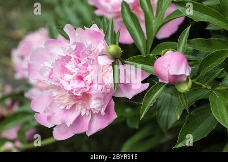 Gros plan de pivoines roses et de bourgeons dans le jardin canadien au printemps. Banque D'Images