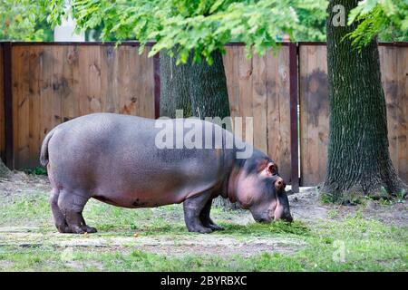 Un grand hippopotame est un mammifère hervivore semi-aquatique, des pins avec de l'herbe verte près de grands chênes. Banque D'Images