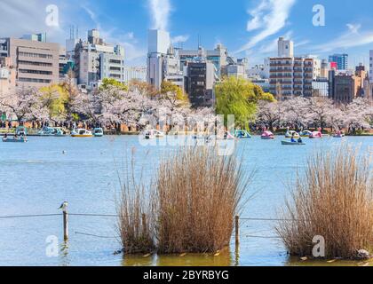 tokyo, japon - mars 31 2020: Mouette et tortue dans l'herbe susususuki japonaise séchée du parc Ueno où les couples appréciant les cerisiers en fleurs de Kaneiji te Banque D'Images