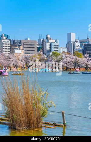 L'herbe sususuki séchée devant l'étang Shinobazu du temple de Kaneiji entouré de cerisiers en fleurs où les couples apprécient les pédalos en forme de canard avec bâtiment Banque D'Images