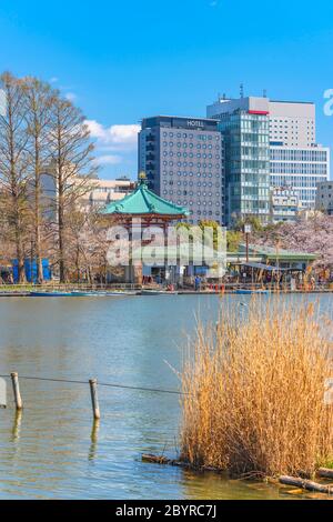 L'herbe susususuki séchée dans l'étang Shinobazu et les bateaux amarrés au ponton de Bentendo hall dans le temple de Kaneiji entouré de cerisiers en fleurs avec skystra Banque D'Images
