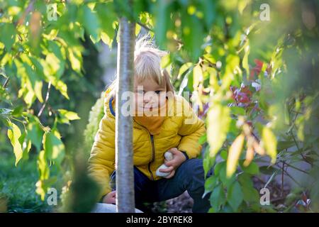 Petit enfant, garçon en veste jaune, debout et caché derrière l'arbre au coucher du soleil, au printemps Banque D'Images