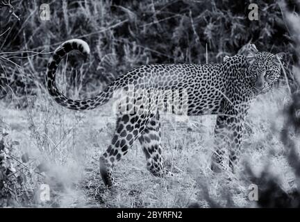 Léopard 'Panthera Pardus' en noir et blanc monochrome à travers dense Bush dans la réserve de Samburu, Kenya, Afrique avec le visage de gros chat regardant en arrière Banque D'Images